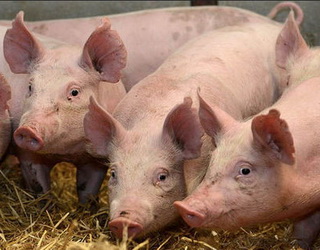 Промислові підприємства за п’ять місяців наростили поголів’я свиней на 5,4%
